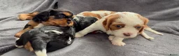 Cavalier King Charles Spaniel dogs for sale: Sweet RKCR Cavalier King Charles Spaniel Puppies - Advert 7