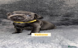 Staffordshire Bull Terrier dogs for sale: Kc reg king fury pups. Kassius grand pups.  - Image 3