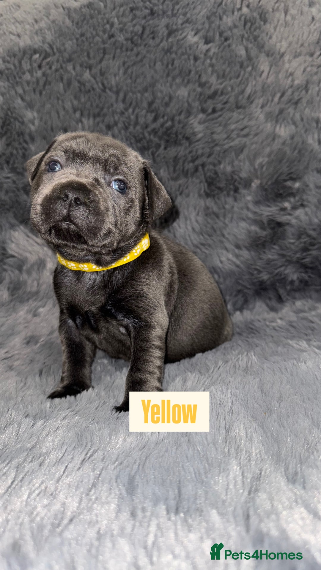 Staffordshire Bull Terrier dogs for sale: Kc reg king fury pups. Kassius grand pups.  - Image 3