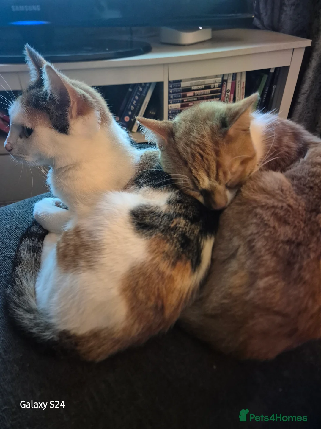 British Shorthair cats for sale: Older cats 🐈  - Advert 4