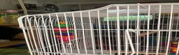 Budgerigars birds for sale: Bird cage on wheels  - Advert 4