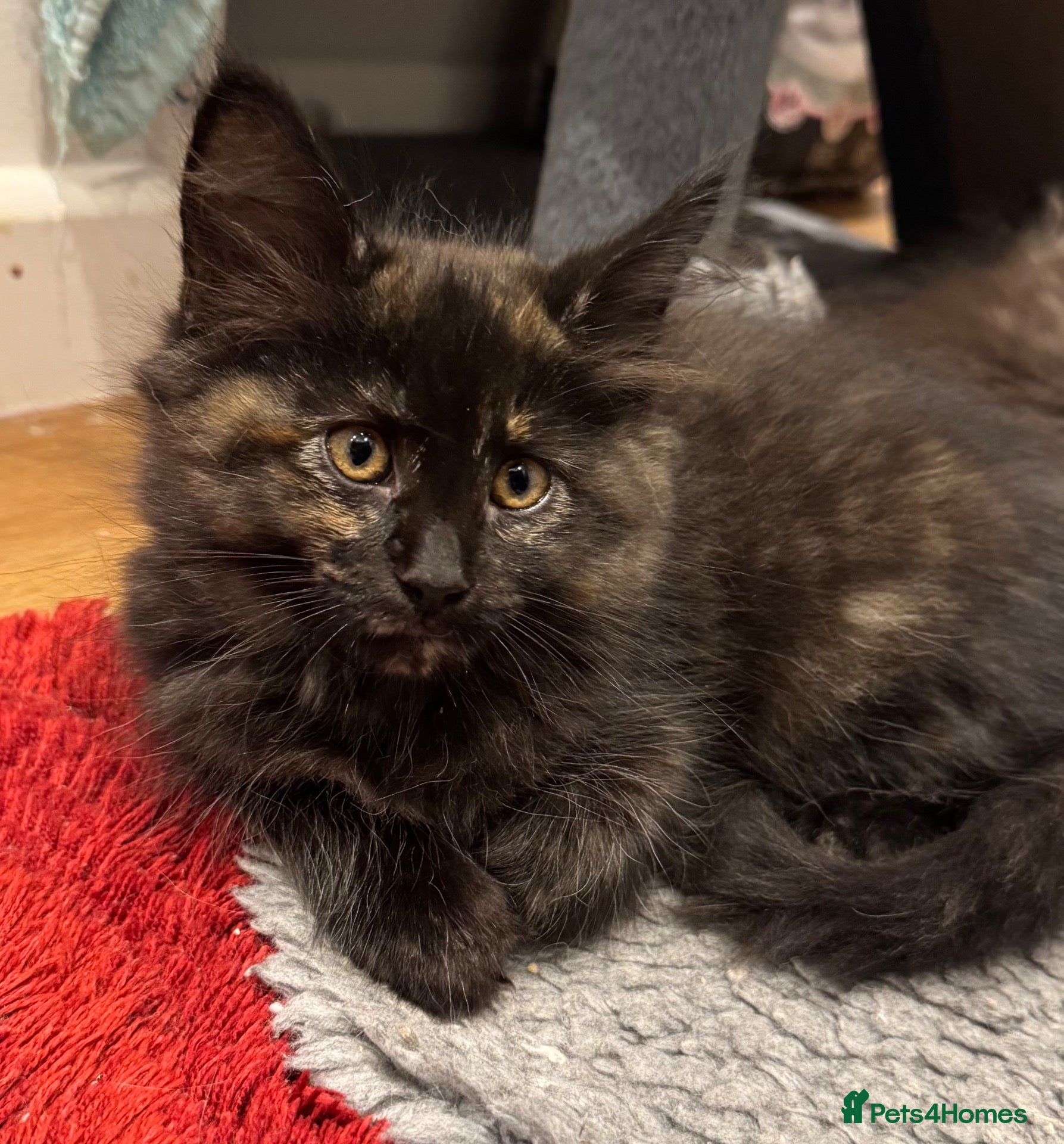 Maine Coon cats Absolutely gorgeous Maine Coon cross Kittens - Advert 2