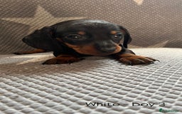 Dachshund dogs for sale:  !!Reduced!!READY TO LEAVE!! miniature dachshunds  - Image 9