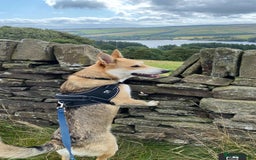 Mixed Breed dogs for adoption: Handsome Romolus  - Image 9
