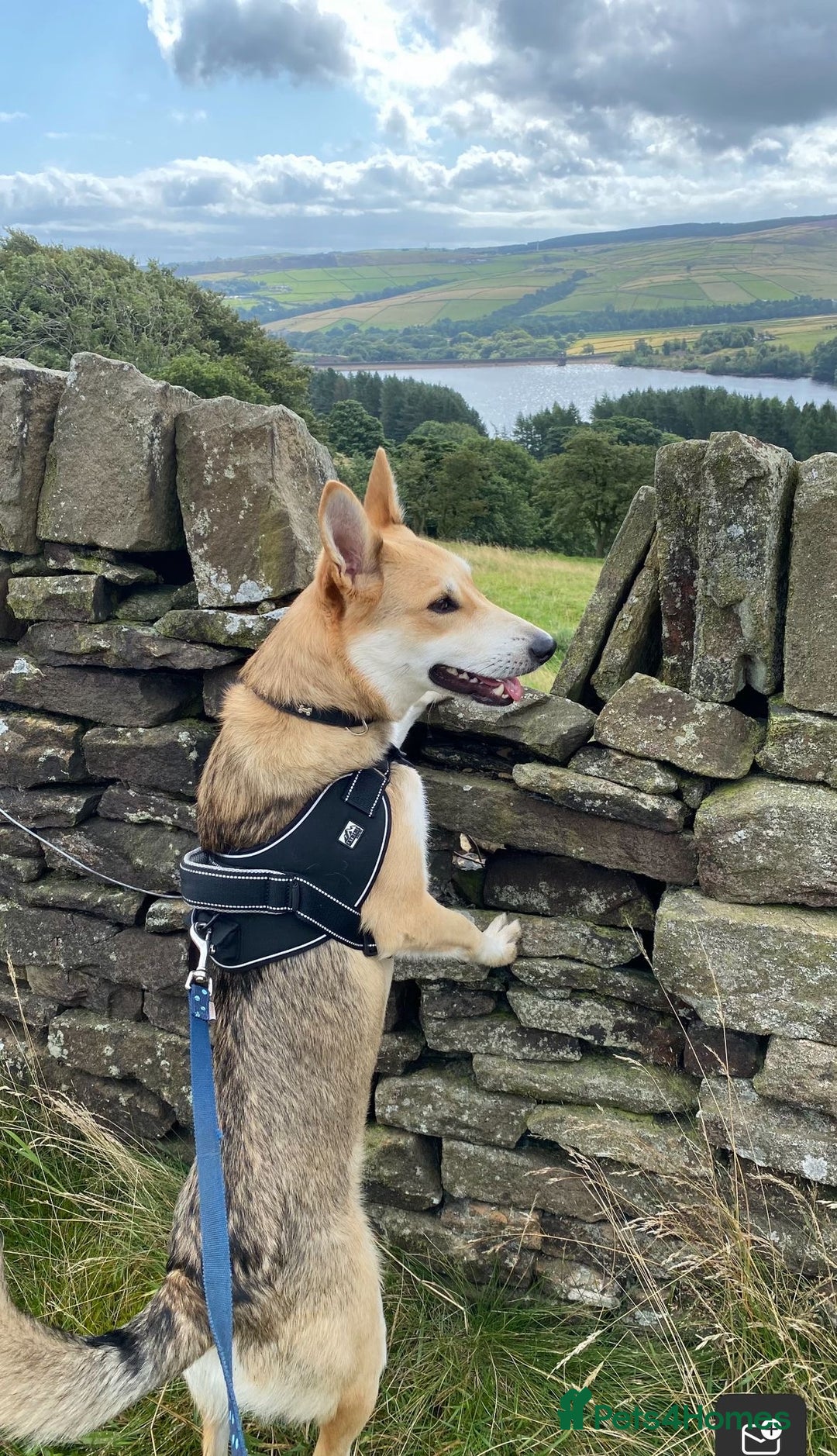 Mixed Breed dogs for adoption: Handsome Romolus  - Image 9