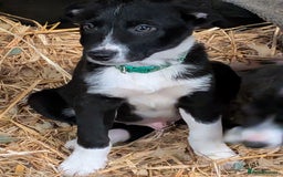 Border Collie dogs for sale: Six border Collie pups  - Image 3