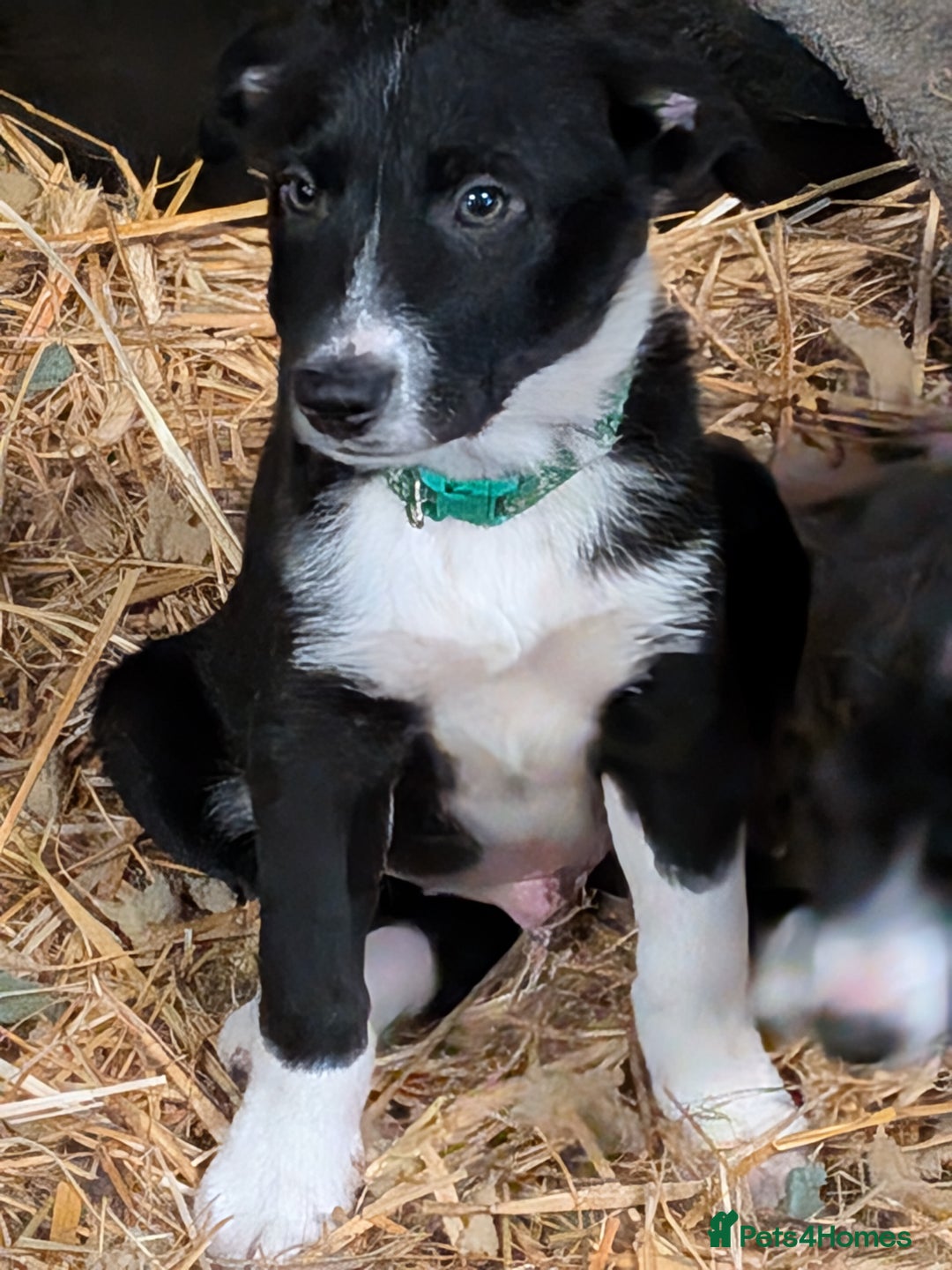 Border Collie dogs for sale: Six border Collie pups  - Image 3