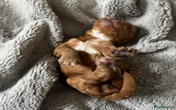 Australian Labradoodle dogs for sale: 6 Gorgeous Australian Labradoodle Puppies - Image 22