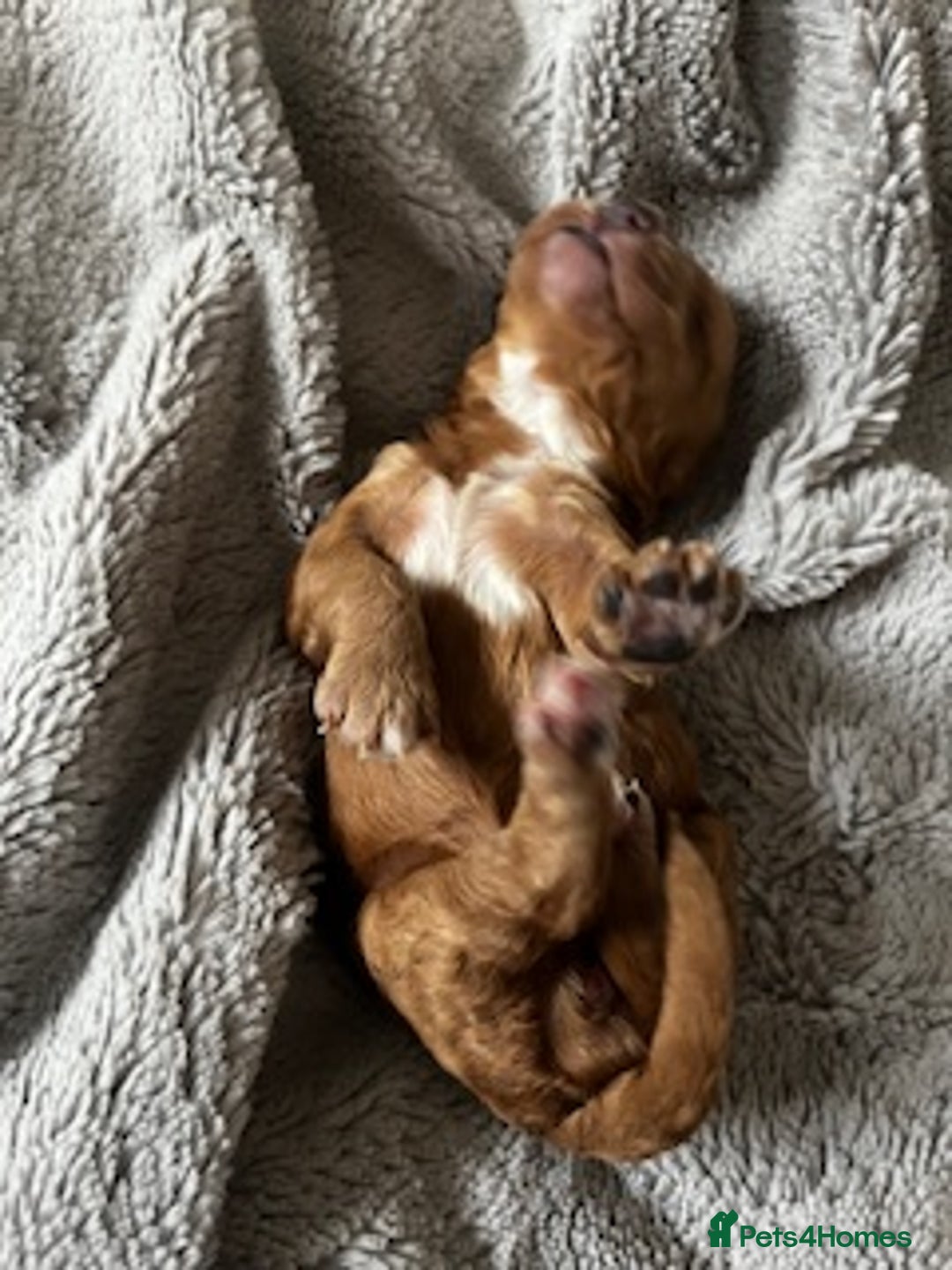 Australian Labradoodle dogs for sale: 6 Gorgeous Australian Labradoodle Puppies - Image 22