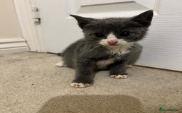 British Shorthair cats for sale: Stunning blue kittens  - Image 10