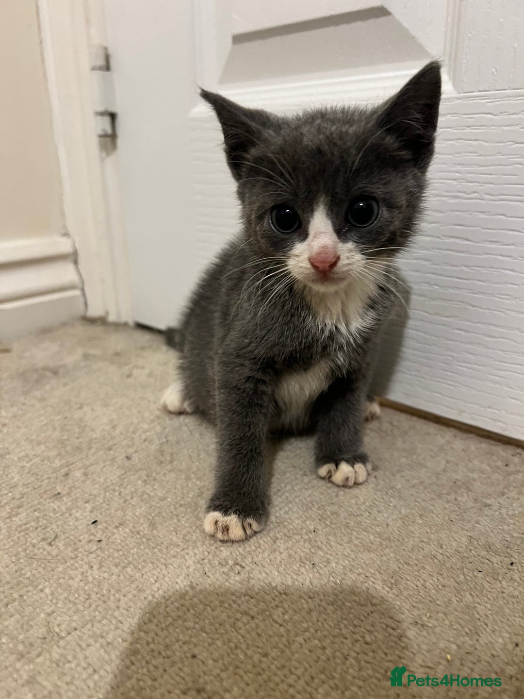 British Shorthair cats for sale: Stunning blue kittens  - Image 10