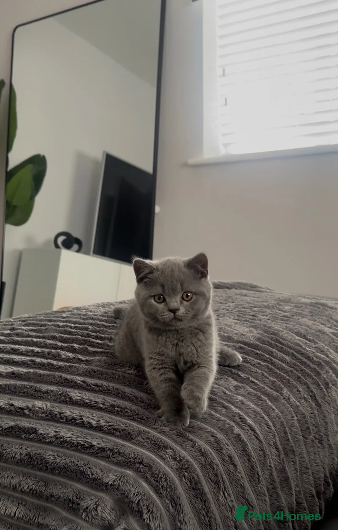 British Shorthair cats for sale: British Blue Boy - Advert 2