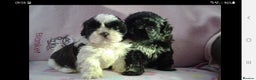 Shih Tzu dogs for stud: Kc registerd stud karashishi and sweet tooth lines in Southampton - Advert 11