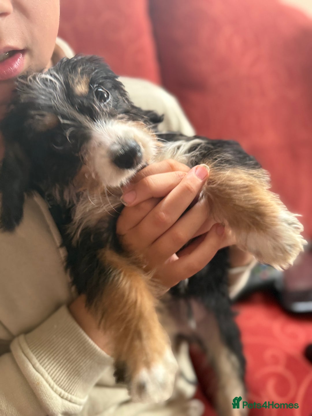 Mixed Breed dogs for sale: 5 gorgeous bordoodleXpatterspaniel - Image 1