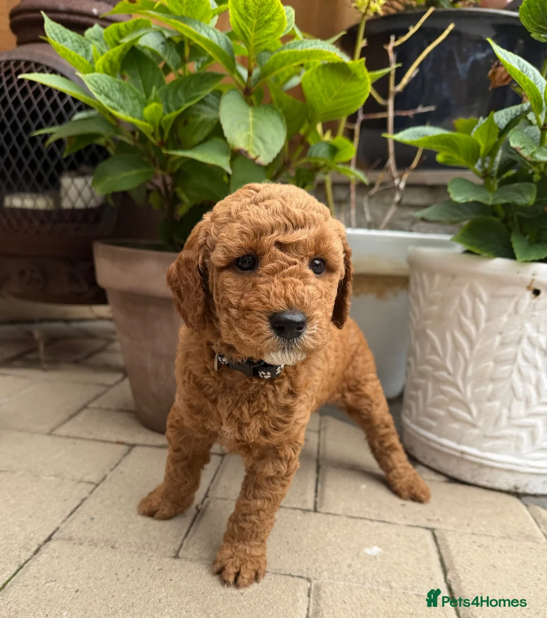 Mini Goldendoodle dogs for sale: Mini goldendoodle puppy’s ✨licensed breeder  - Advert 2