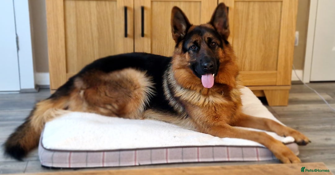 German Shepherd dogs for stud: Health tested stud dog in Ashington - Advert 6