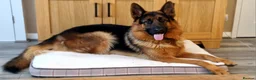 German Shepherd dogs for stud: Health tested stud dog in Ashington - Advert 6