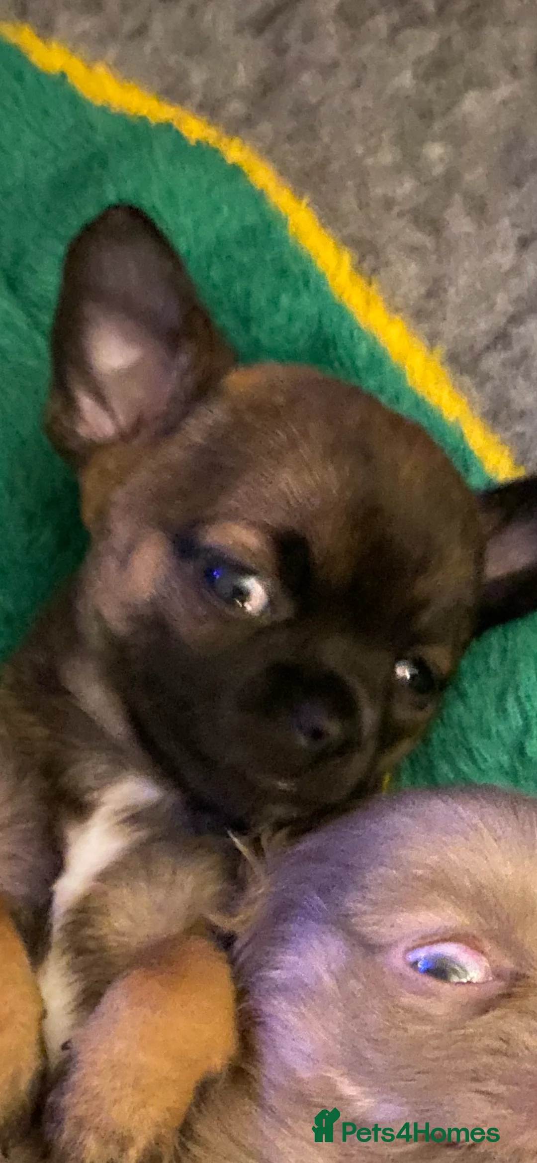 Chihuahua dogs for sale: Boy chihuahua smooth coat  - Advert 11