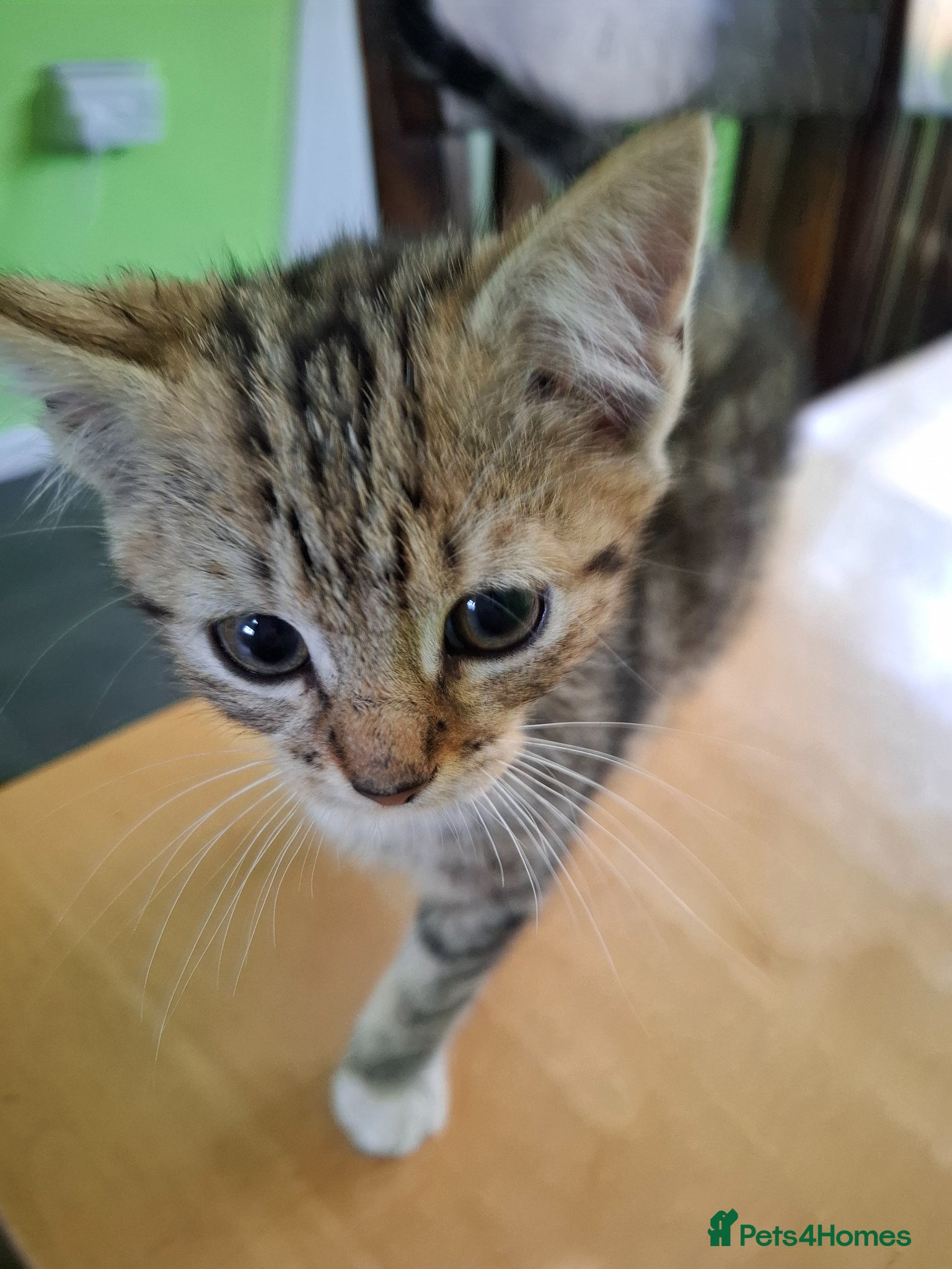 Mixed Breed cats for sale: Six 9 week old Kittens   - Advert 26