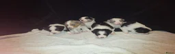 Border Collie dogs for sale: 🐾❤️ Beautiful KC Reg family Collie Puppies  in Shrewsbury - Advert 20