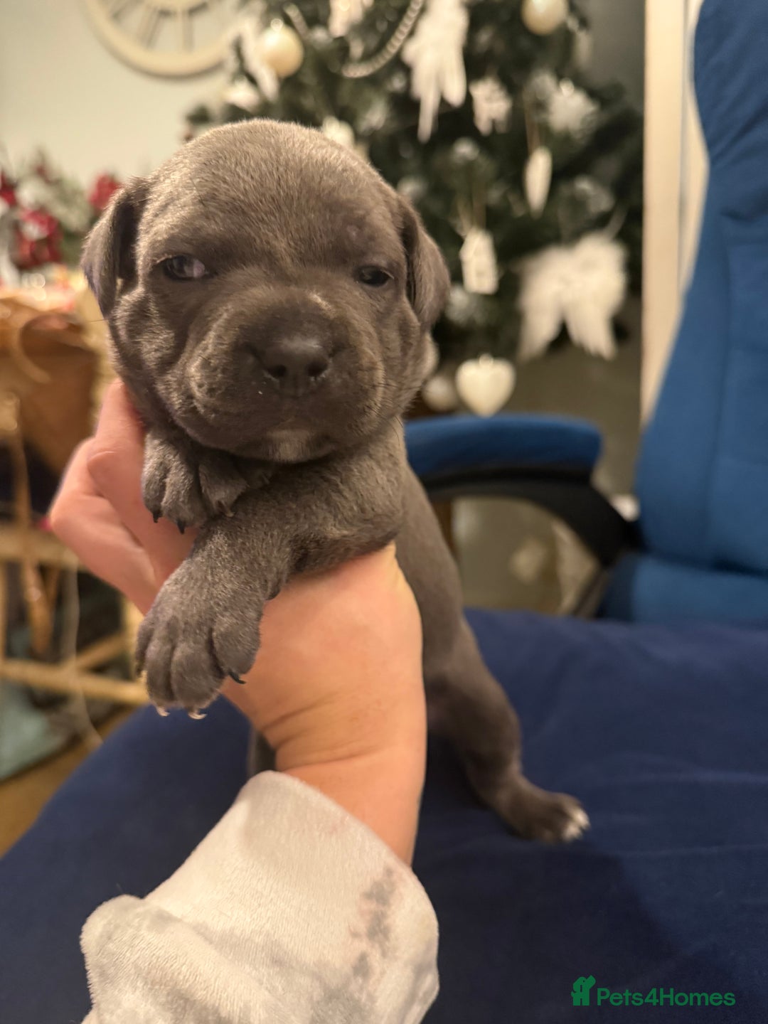 Staffordshire Bull Terrier dogs for sale: KC Registered Exceptional Blue Staffies - Advert 24