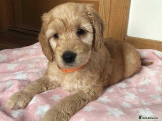 Goldendoodle dogs F1 Miniature Goldendoodle's 100% DNA Health-Tested - Advert 2