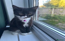 Mixed Breed cats for sale: Female kitten looking for home - Image 10