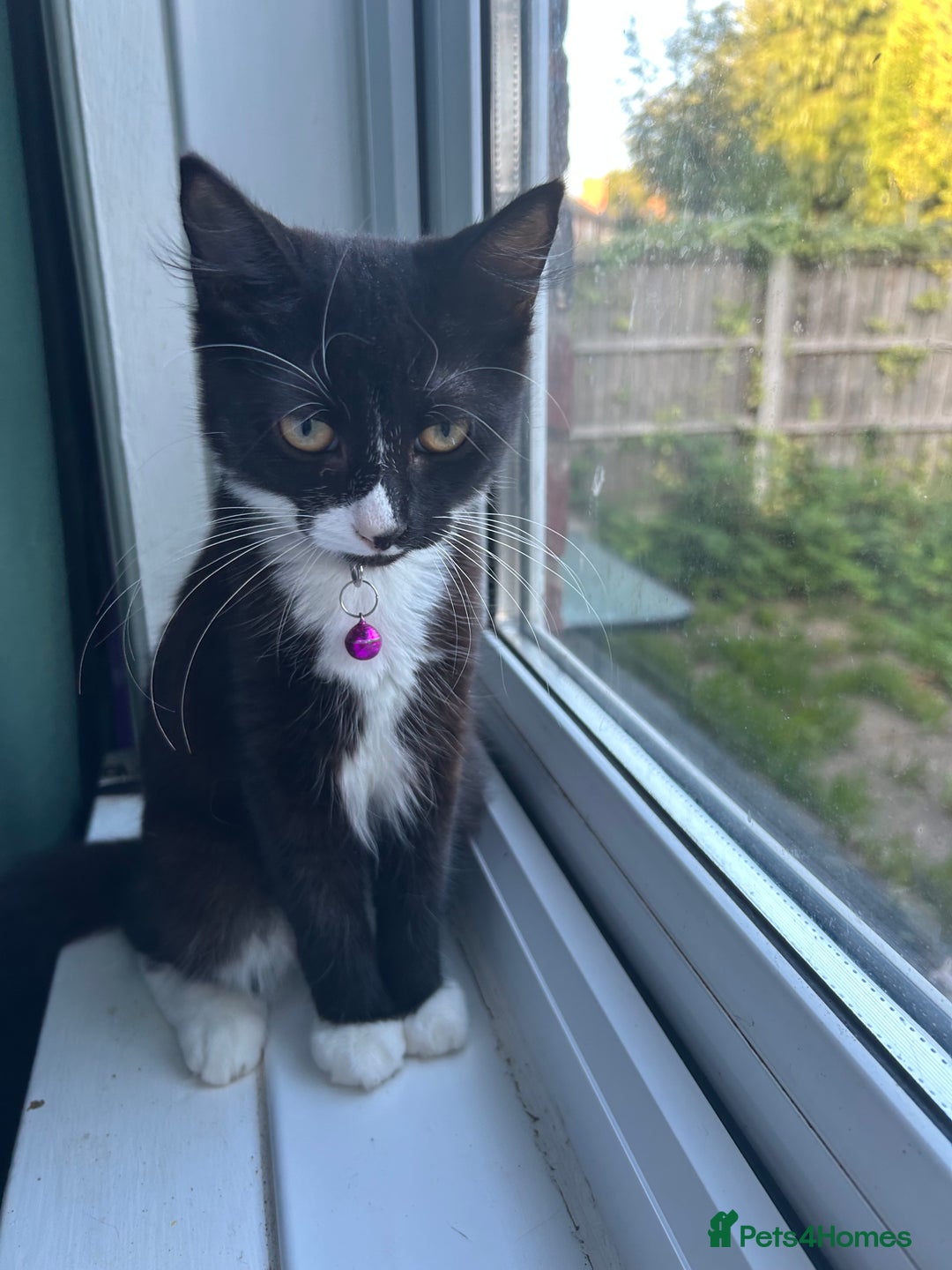 Mixed Breed cats for sale: Female kitten looking for home - Image 10