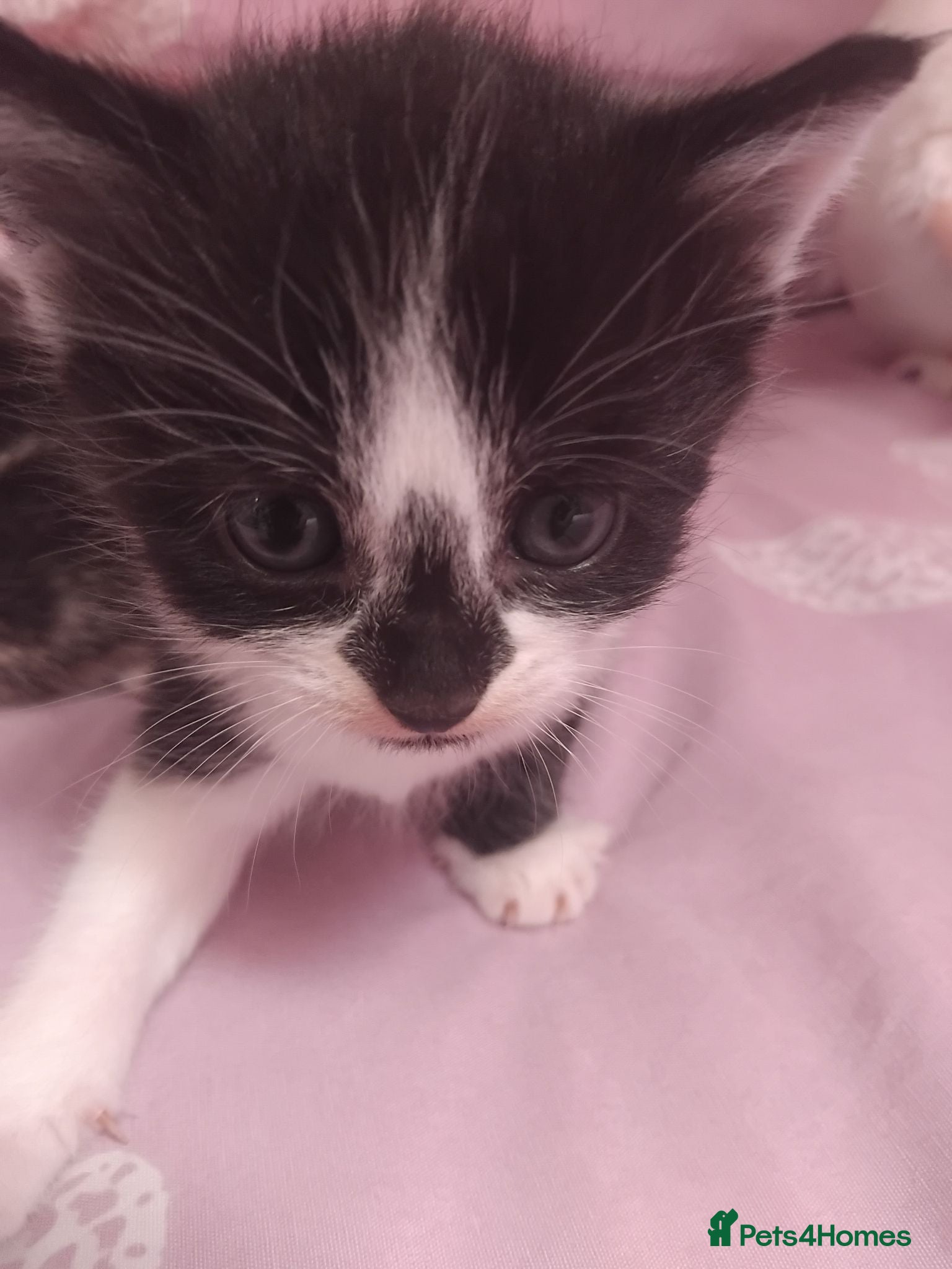 Mixed Breed cats  Bengal Cross kittens 2 little girls left  - Advert 19