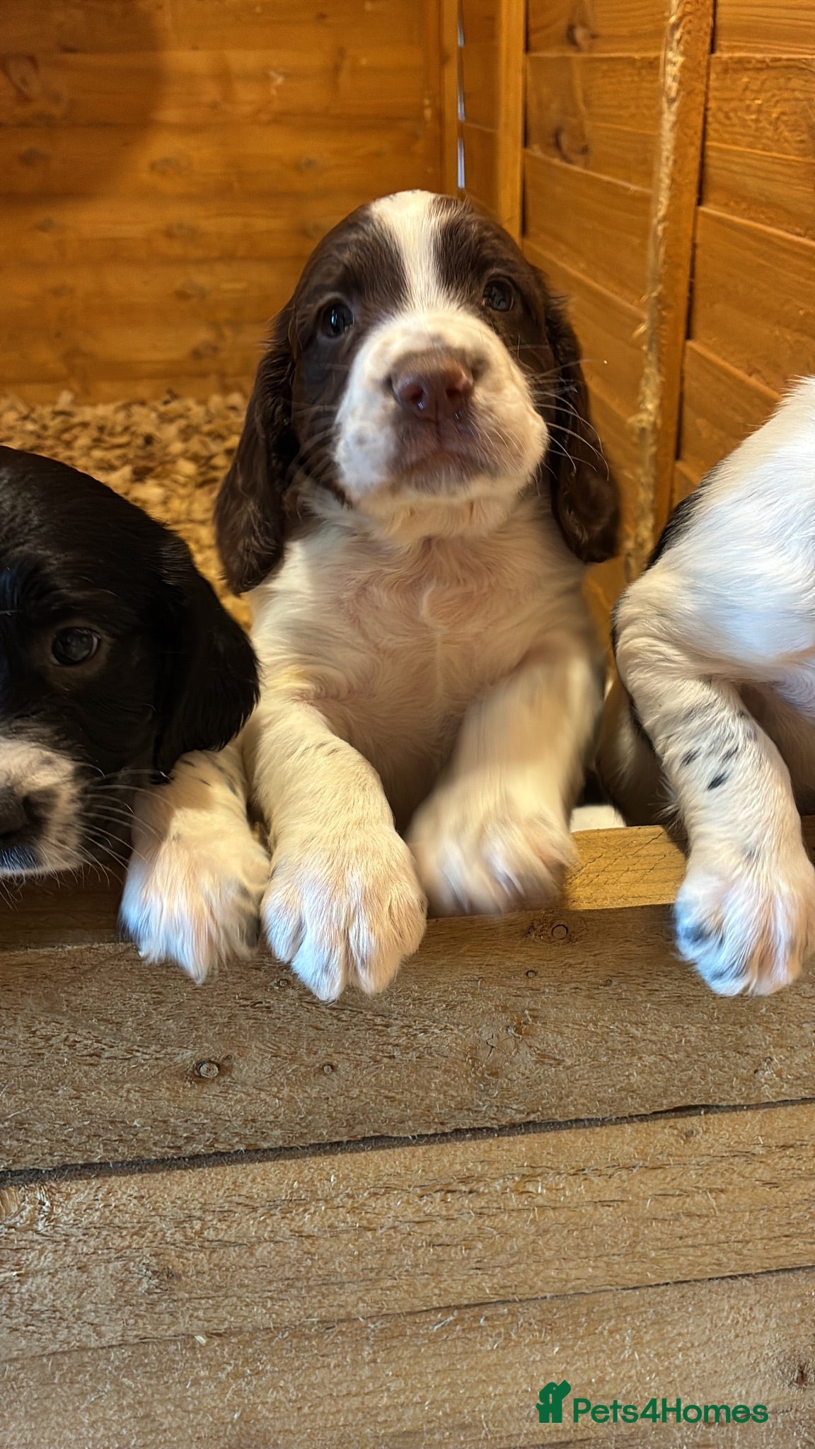 English Springer Spaniel dogs Chunky English Springer Spaniel Pups  - Advert 1