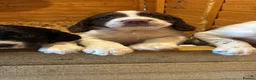 English Springer Spaniel dogs for sale: Chunky English Springer Spaniel Pups  - Advert 6