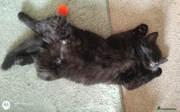 Mixed Breed cats for sale: Gorgeous Black Kitten - Image 5