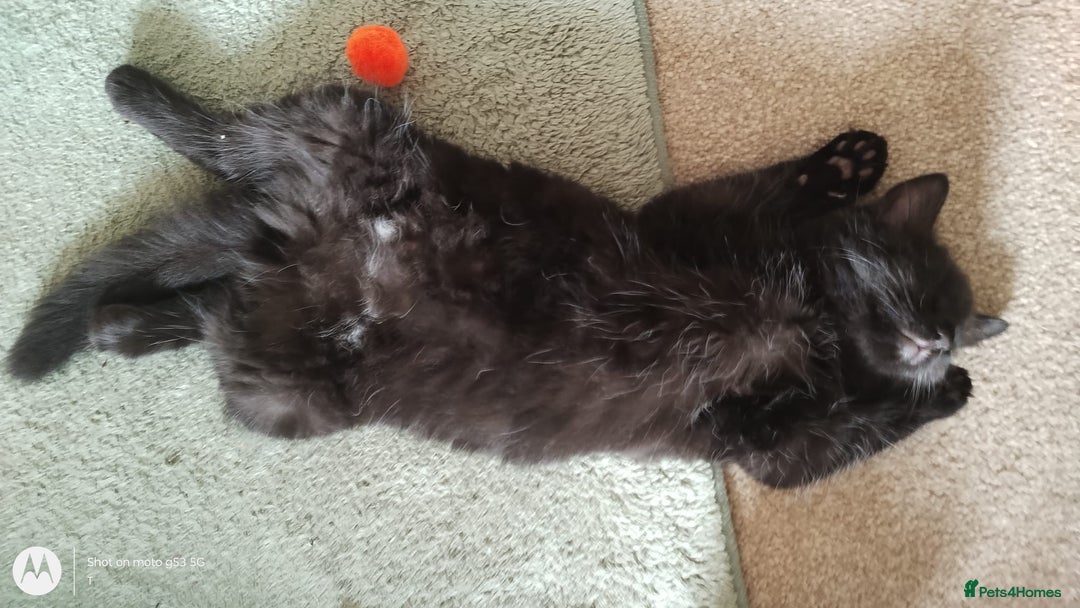 Mixed Breed cats for sale: Gorgeous Black Kitten - Image 5