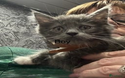 Maine Coon cats for sale: Mainecoon  - Advert 10