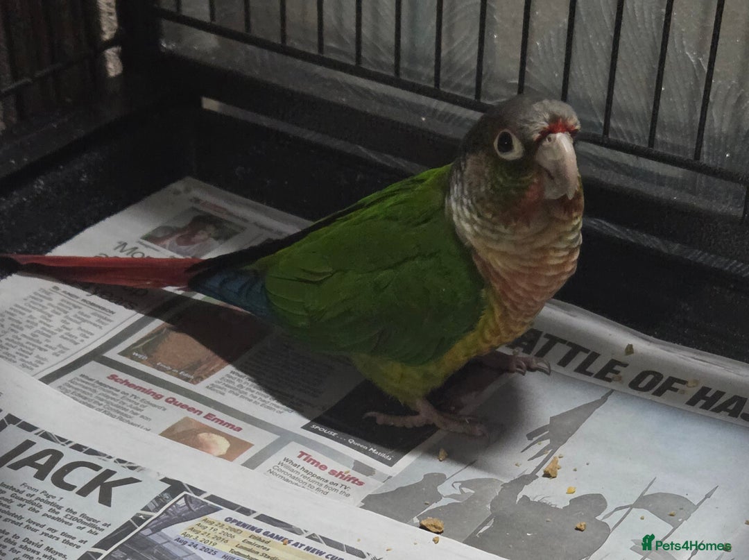 Conures birds for sale: Pineapple conure   - Advert 2