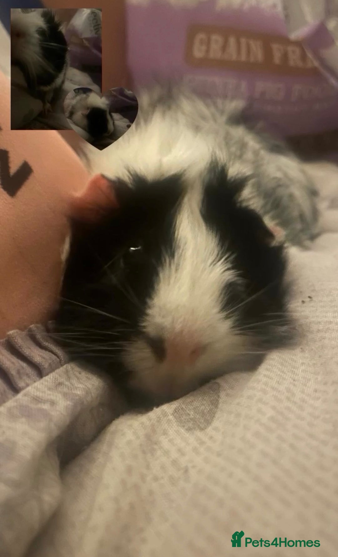 Guinea Pig rodents for sale: two boy guinea pigs  - Advert 4