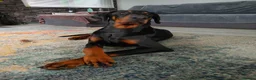 Dobermann dogs for stud: European Doberman  - Advert 3