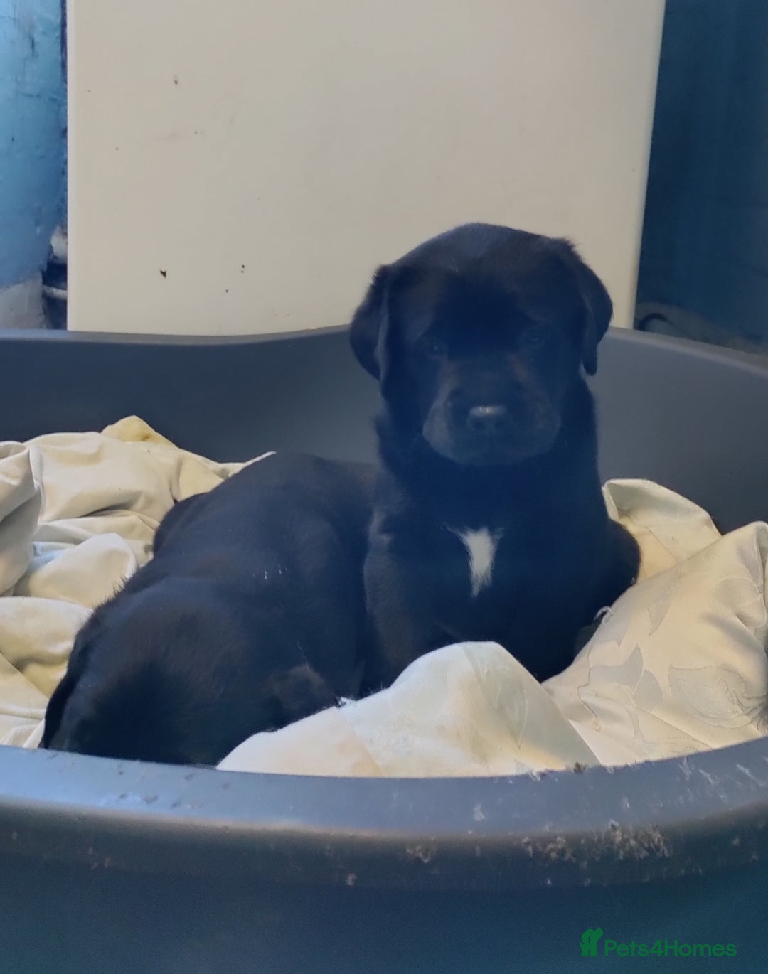 Labrador Retriever dogs for sale: Adorable Labrador Puppies  - Advert 18