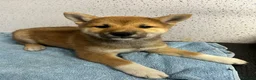 Japanese Shiba Inu dogs for sale: One stunning boy fully vaccinated  - Advert 3