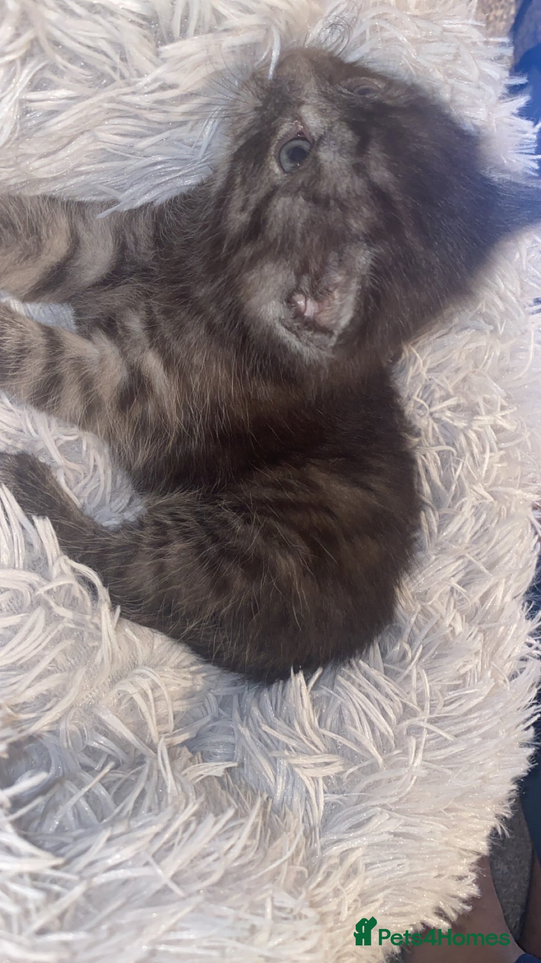 Mixed Breed cats for sale: Cute fluffy smoke grey kitten - Advert 6