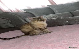 Bengal cats for stud: Bengal stud - Image 2