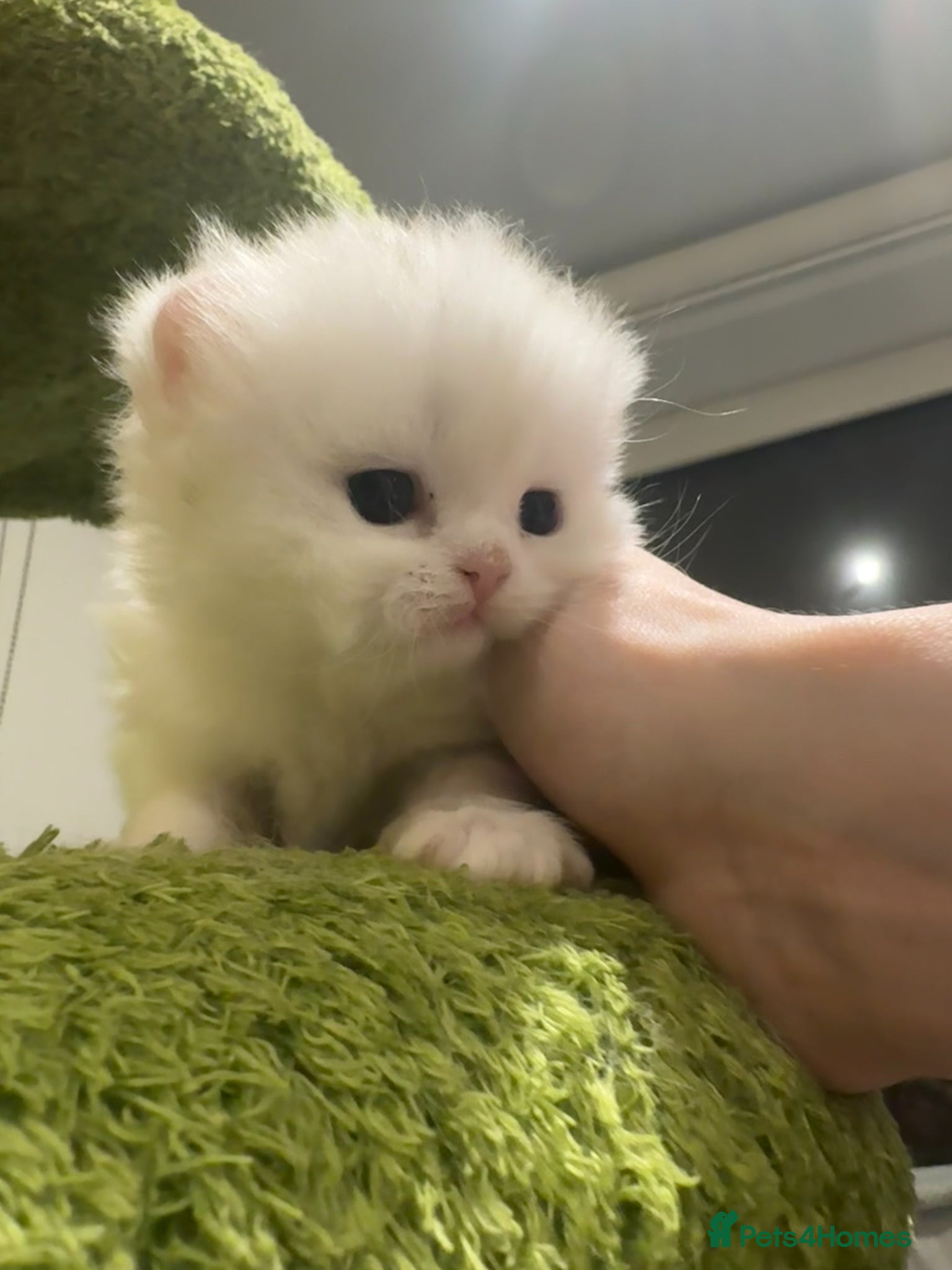 Munchkin cats Toooop level Super stunning & rare Minuet - Advert 2