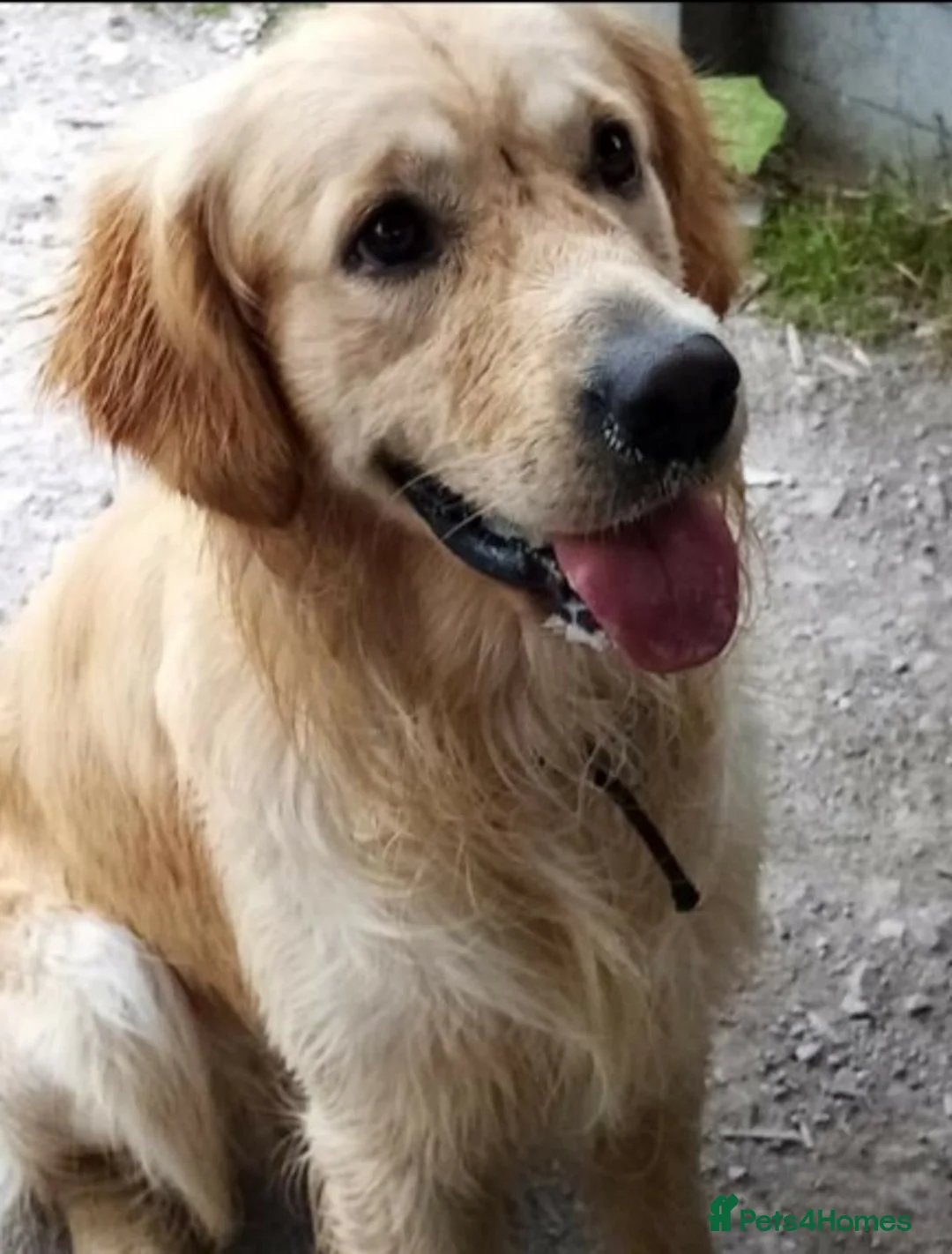 Golden Retriever dogs for stud: exceptional PROVEN dog available for stud  in Northwich - Advert 4