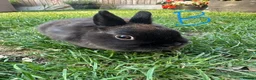 Netherland Dwarf rabbits for sale: Netherland Dwarf Rabbits For Sale - Advert 17