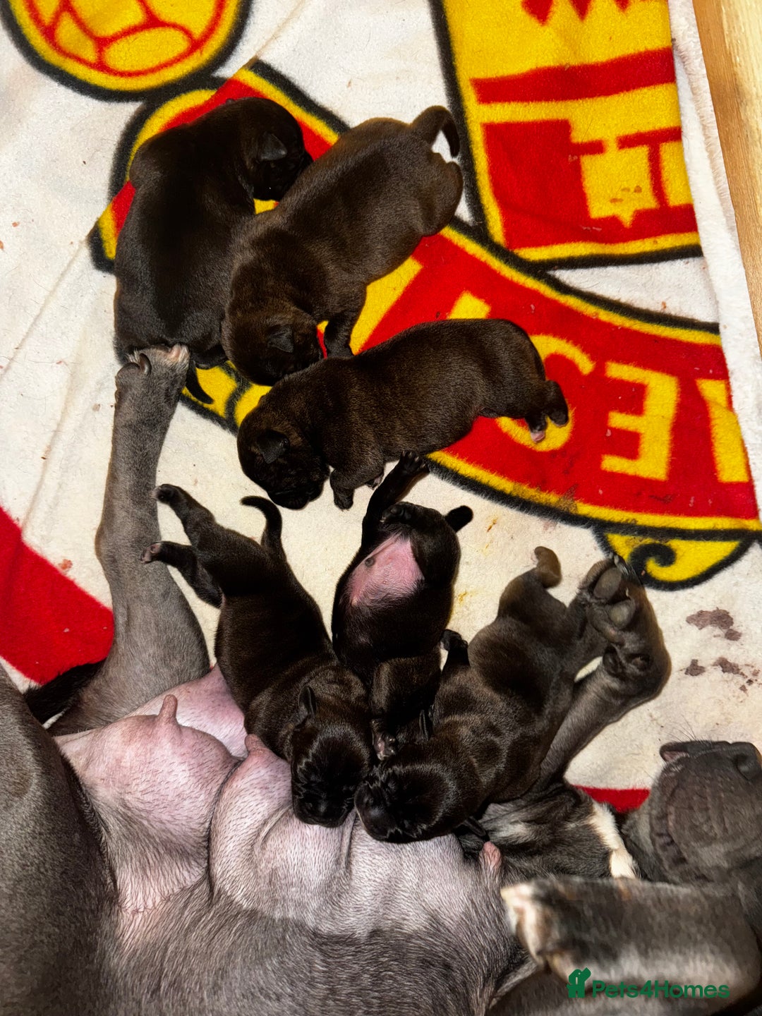 Staffordshire Bull Terrier dogs for sale: Staffordshire bull terrier puppies - Advert 27