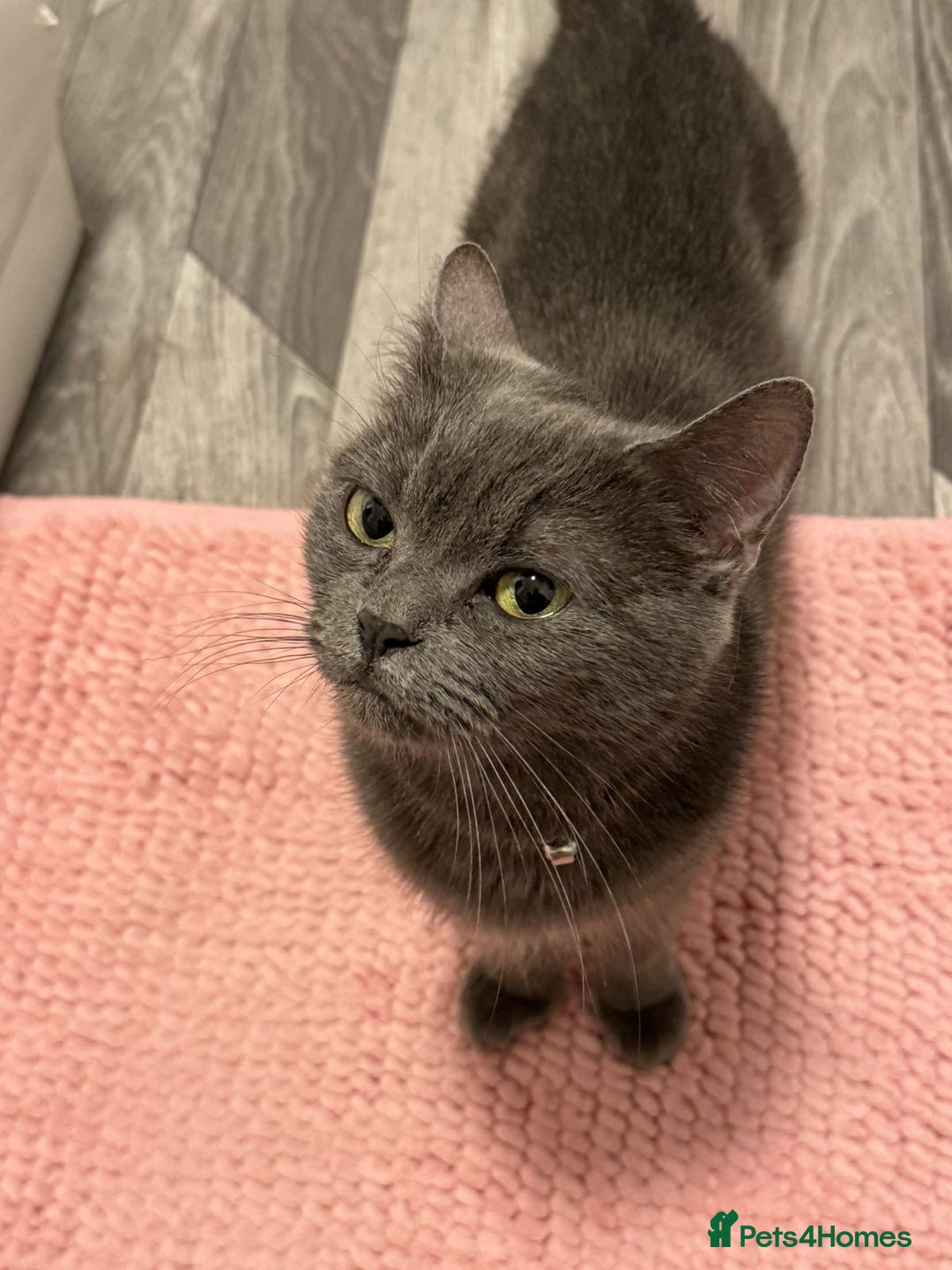 Russian Blue cats for sale: Nala  - Image 4