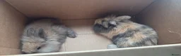 Lionhead rabbits for sale: Two beautiful lion head bunnies for sale  in Luton - Advert 2