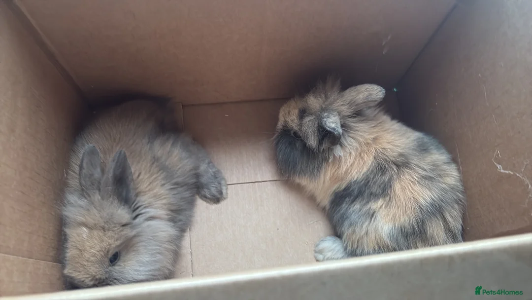 Lionhead rabbits for sale: Two beautiful lion head bunnies for sale  in Luton - Advert 2