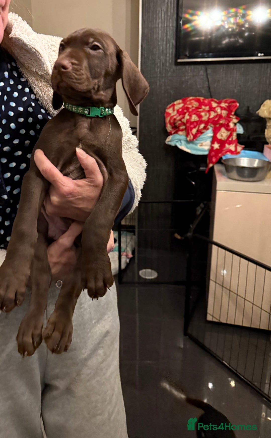 Mixed Breed dogs for sale: Well reared Quality puppies - Advert 33