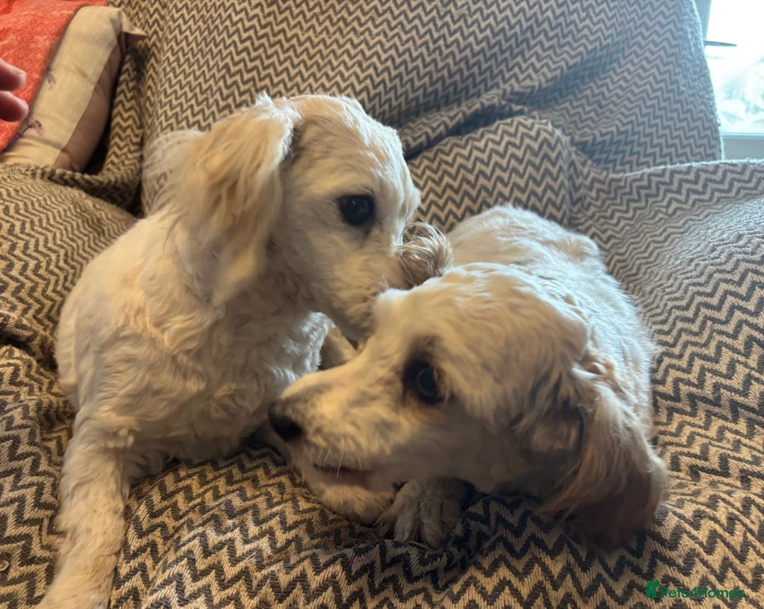 Mixed Breed dogs for sale: Beautiful sisters needing new homes  - Image 1